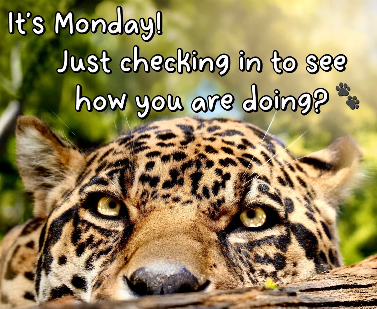 BigCatRescue's tweet image. “It’s Monday! Just checking in to see how you are doing?”

#MannyJaguar #BigCatRescue #Jaguar #Monday