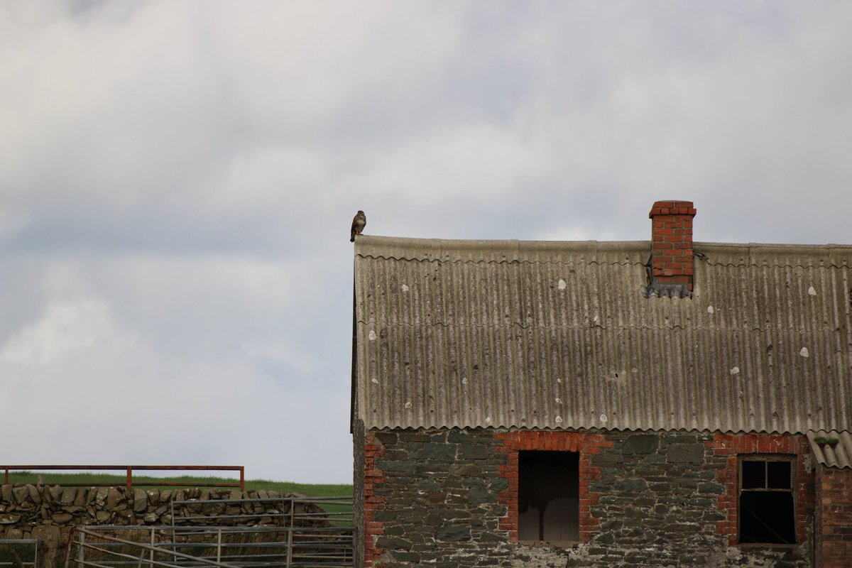 Lesley-Ann Irving tweet media