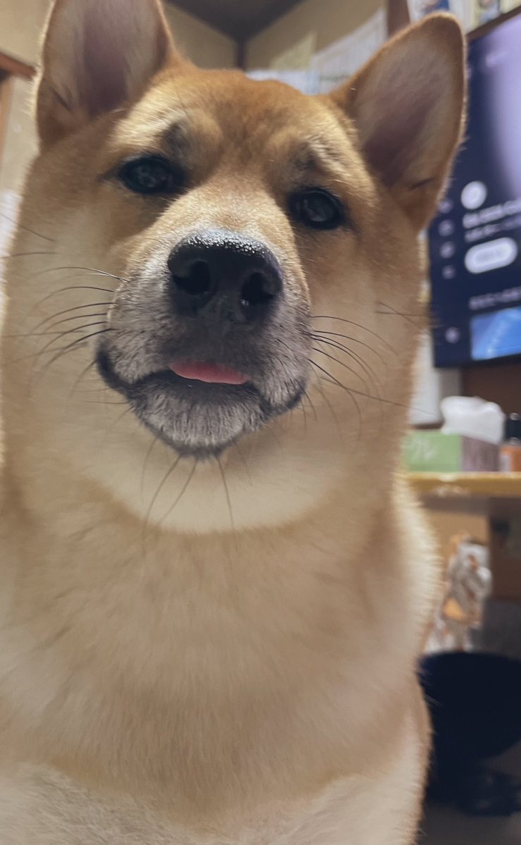 てやんでい tweet media