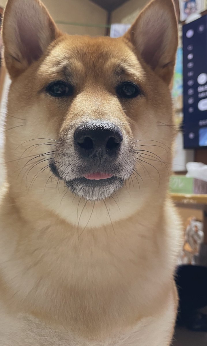 てやんでい tweet media