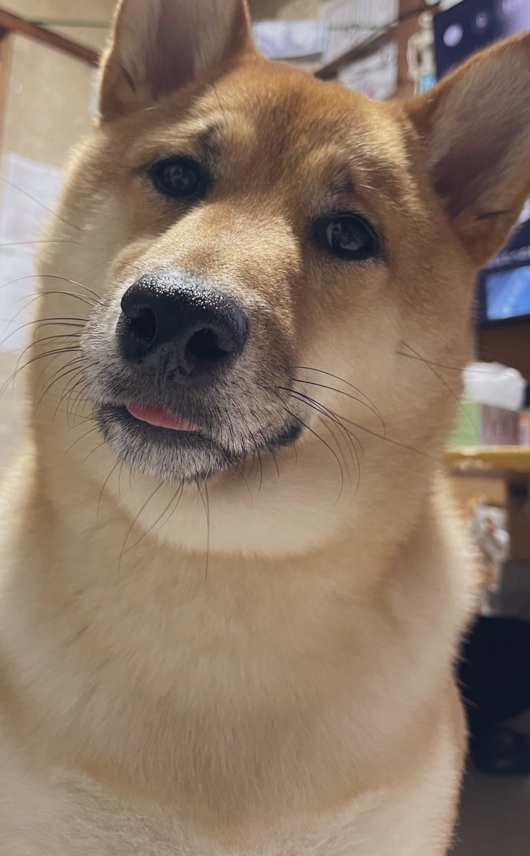 てやんでい tweet media