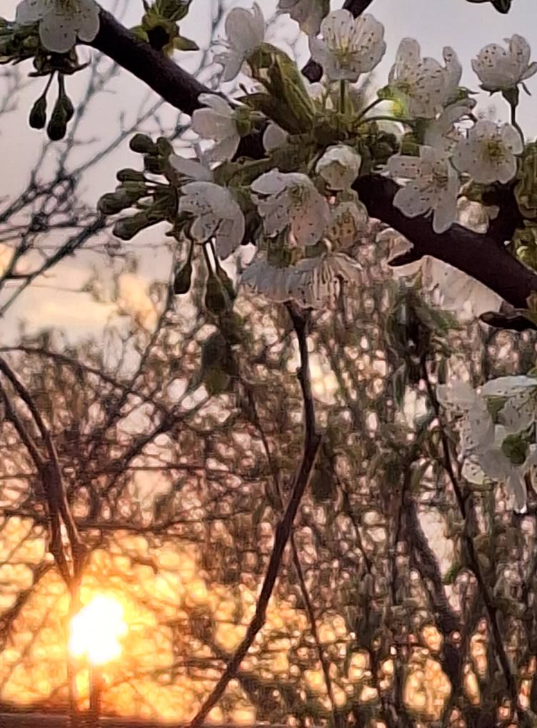 angelicaio81153's tweet image. True joy is found internally by changing your mindset rather than seeking external validation or material rewards . 
Enjoy Spring 🌺

Spring Cherry Plum Blossoms &amp;amp; Sunset , Countryside Romania 
#artistic #landscape #photography