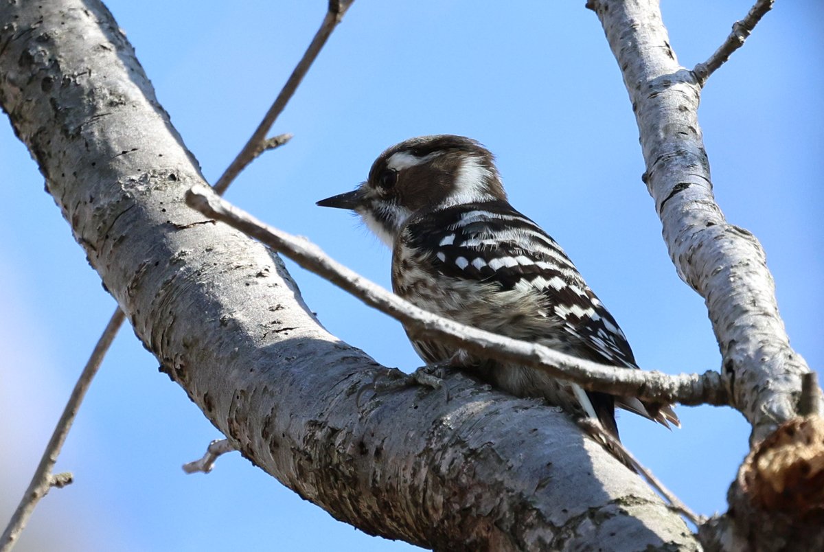 talphonse123's tweet photo. ( 一一)つ鳥
#Canon #R6mark2 #写真 #野鳥 https://t.co/x37cTNITTn