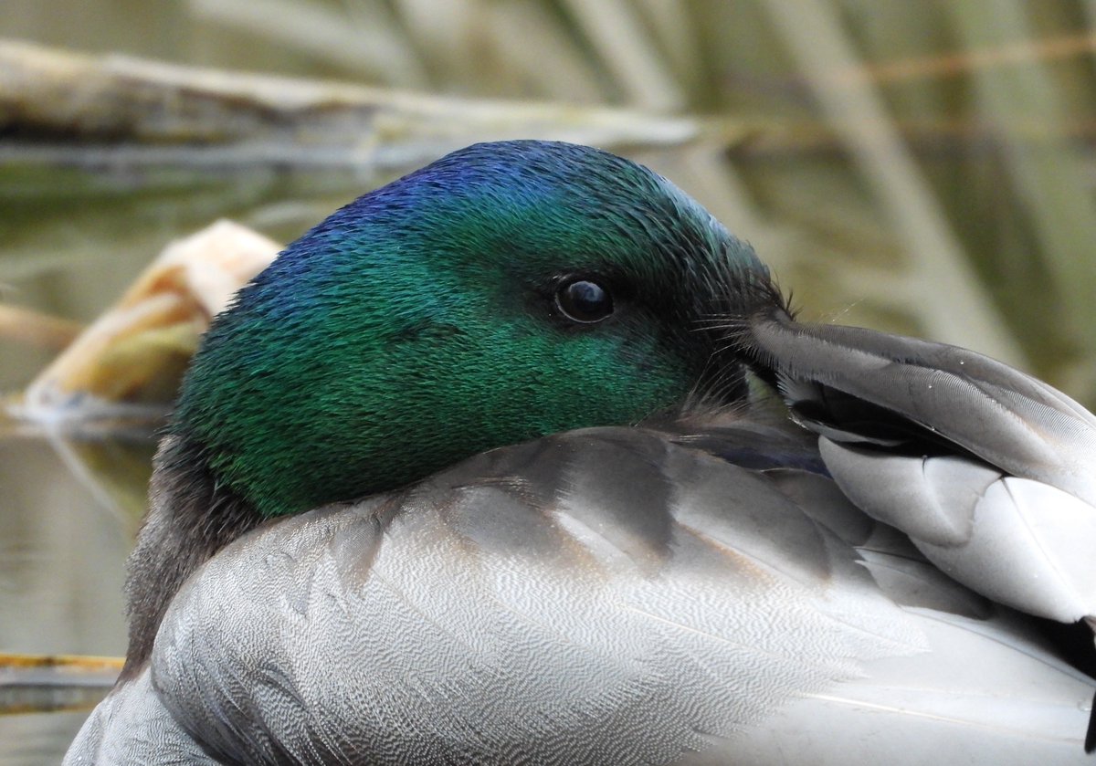 Bwarropics tweet media