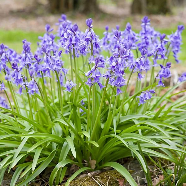 Ireland's Trees & Mythology tweet media