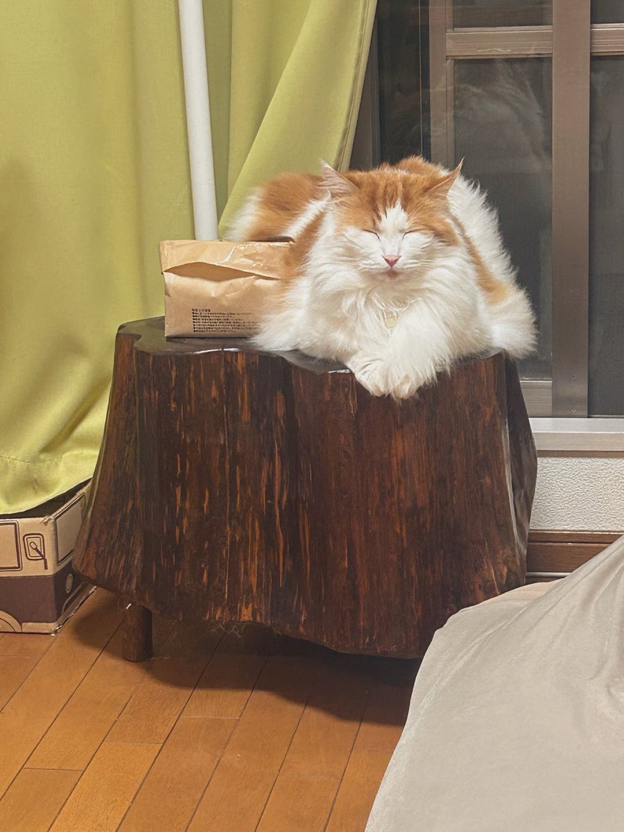 久々に猫草始めました。