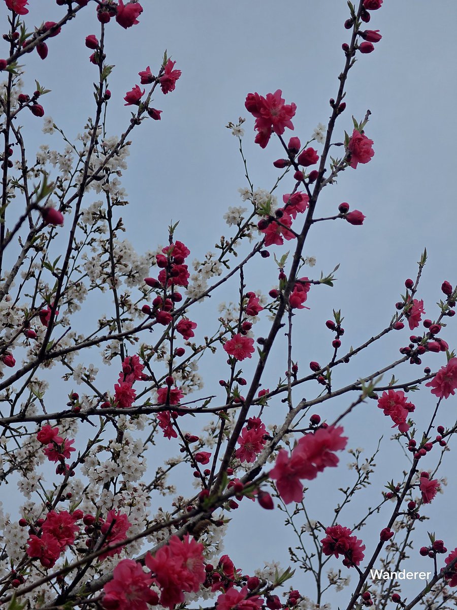 sukoya979's tweet image. Peach blossom🍑🌸💚✨️#nature #Bloom. ​#Peach