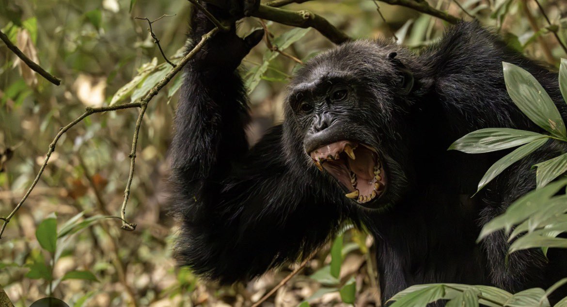 ByaruhangaTwaha's tweet photo. It's boing uncovered in and it only, happens once in 500 years
These guys are close to human almost in everything 
#ChimpwarsUganda #pearlofafrica
#visitug https://t.co/DBXXV3QQ7M