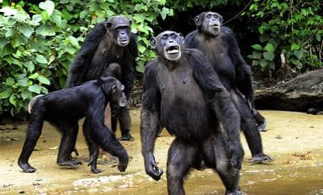 ByaruhangaTwaha's tweet photo. It's boing uncovered in and it only, happens once in 500 years
These guys are close to human almost in everything 
#ChimpwarsUganda #pearlofafrica
#visitug https://t.co/DBXXV3QQ7M
