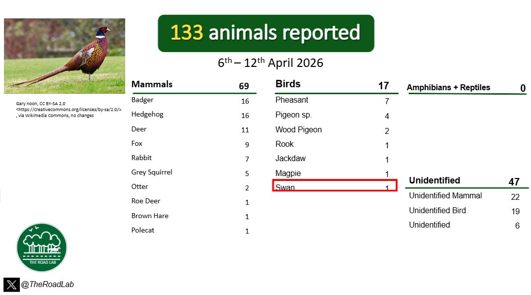 TheRoadLab's tweet image. The weekly #roadkillreport is out! We received 133 reports last week. Unidentified mammals were the most reported this week, with the most common identified reports being hedgehogs and badgers. We received 1 unusual report of a swan.

#roadkill #citsci #ukecology