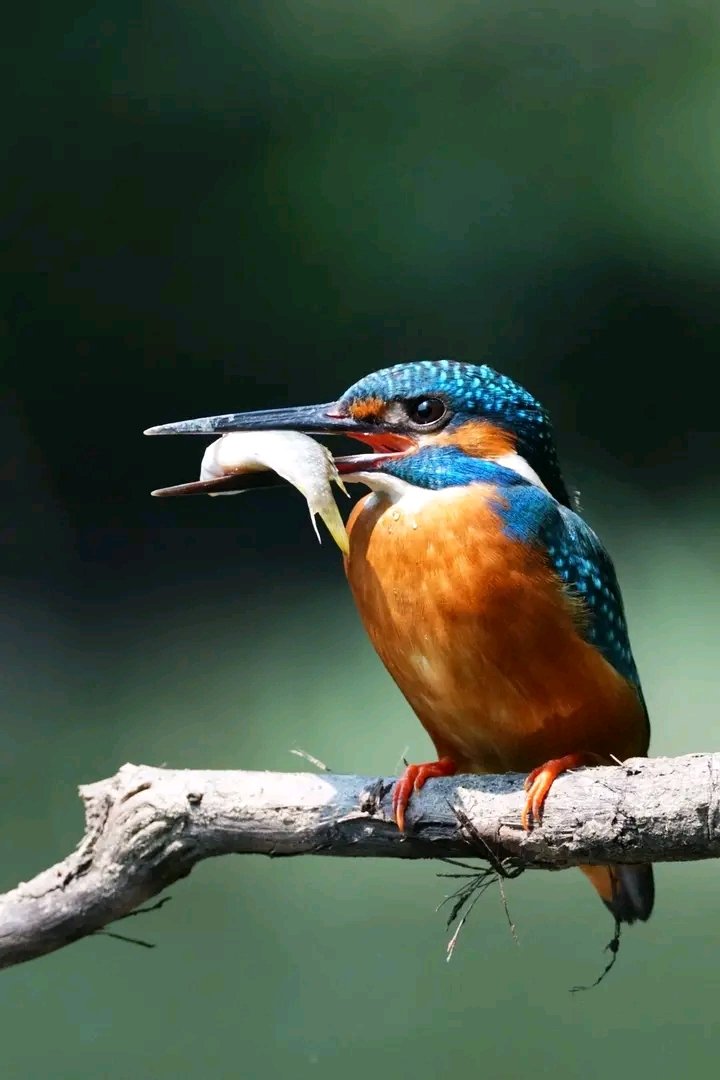 AmazingMrB57544's tweet photo. @sciencegirl The kingfisher drops from the air like a tiny arrow. It can reach speeds of about 40 km/h as it heads straight for the water. From high above, it locks onto its prey with steady focus, then launches itself without hesitation.
It can go 60cm underwater to grab a fish.
#superspeed https://t.co/GnCXvFbHQL