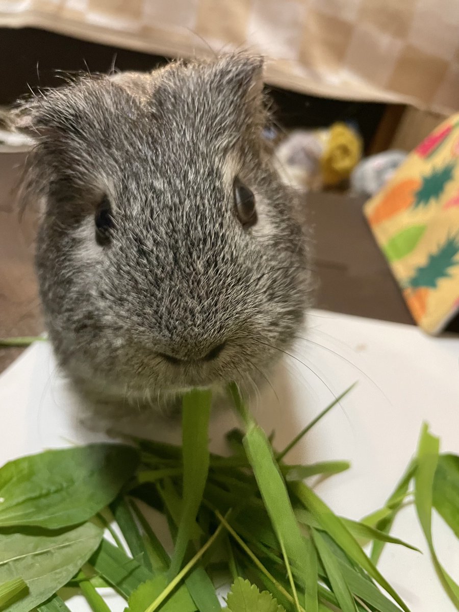 はみー(*^▽^*) tweet media