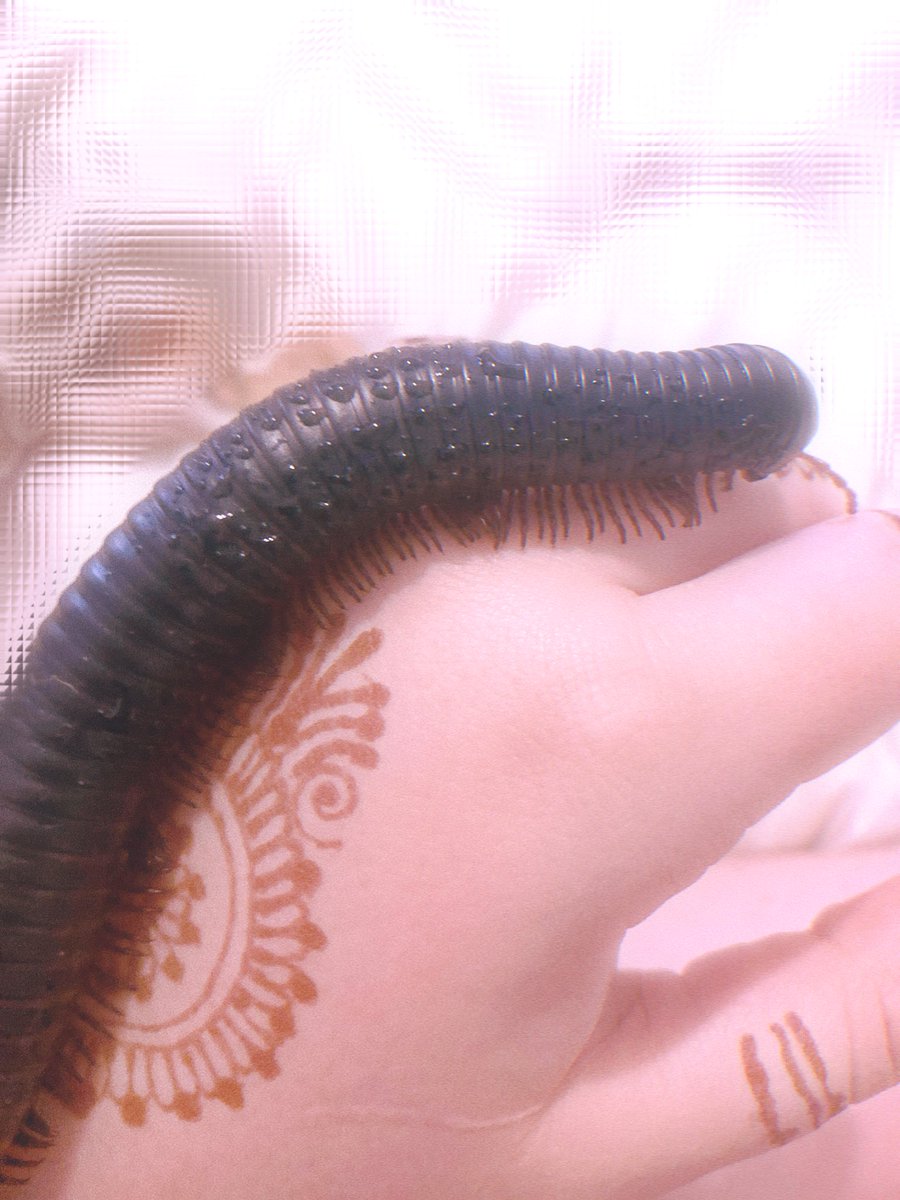 angie ᰔᩚ kromer’s bunny⚒️🎀 | playing canto9 ^_^ tweet media