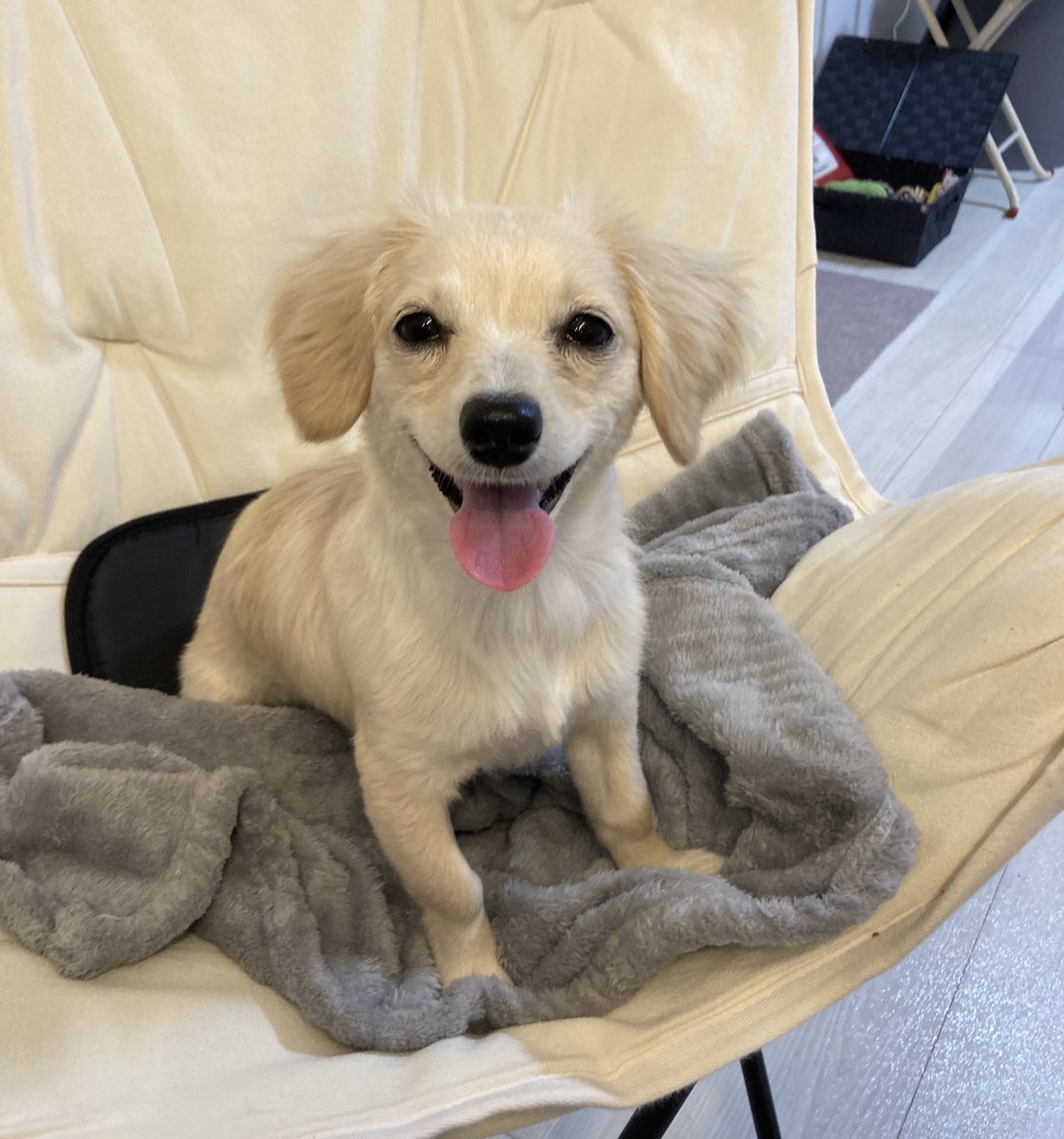 ほたて色の犬 tweet media