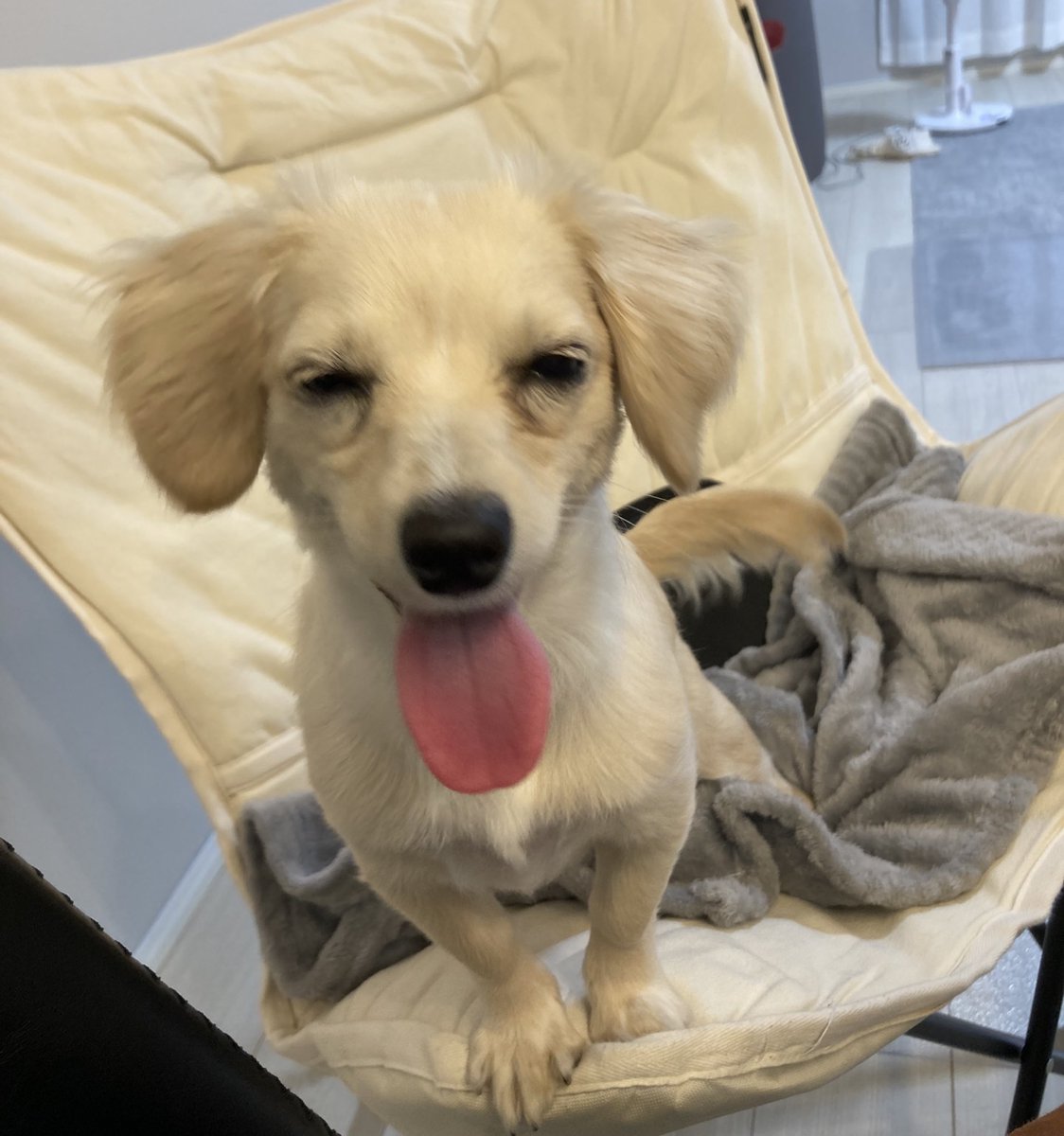 ほたて色の犬 tweet media