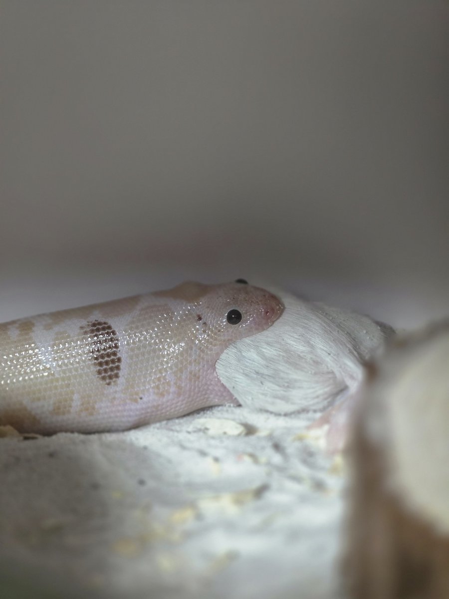 김비약 tweet media