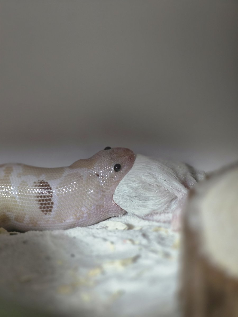 김비약 tweet media