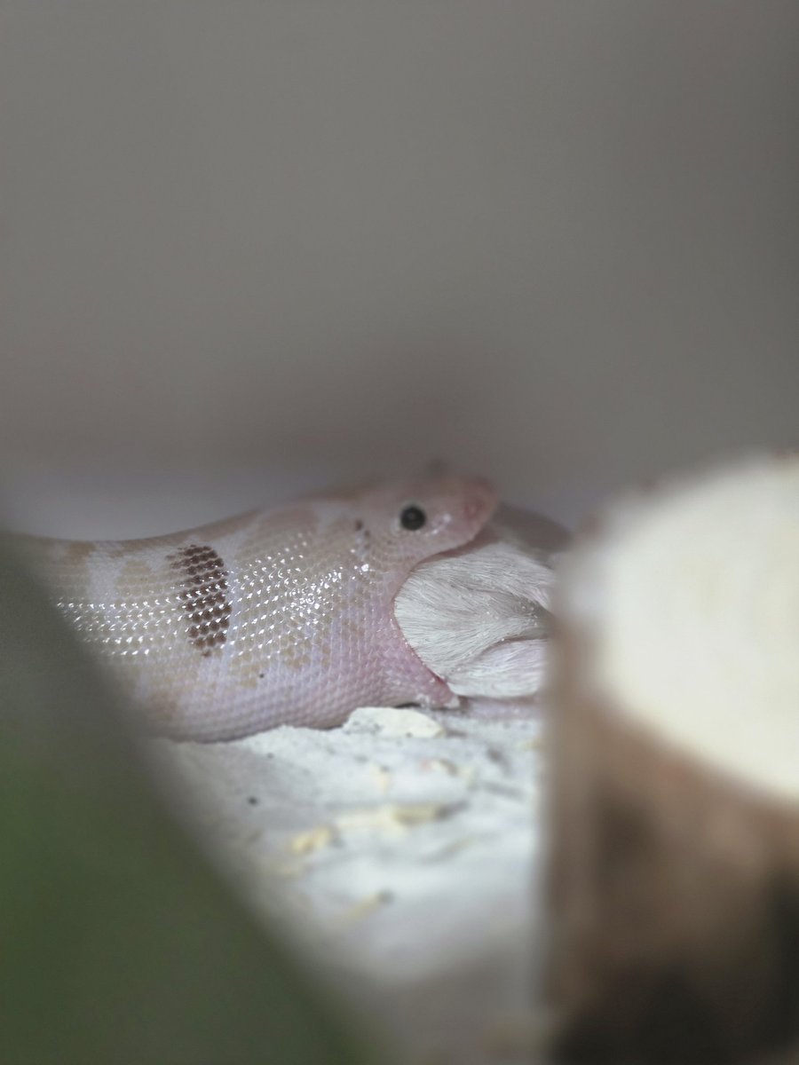 김비약 tweet media