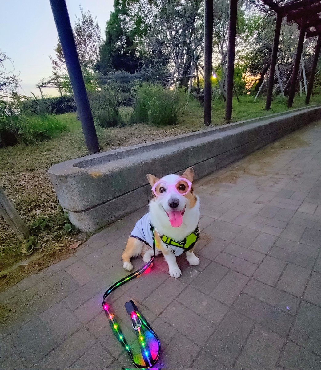 🇬🇧🐶LEO元愛犬❤️Riku今愛犬🐶 tweet media