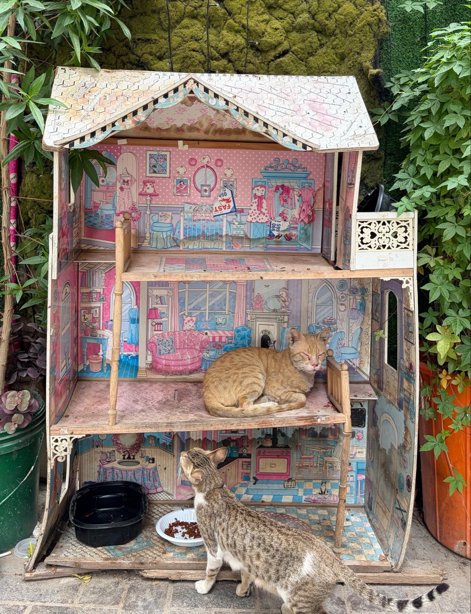 faggyma's tweet image. true princesses