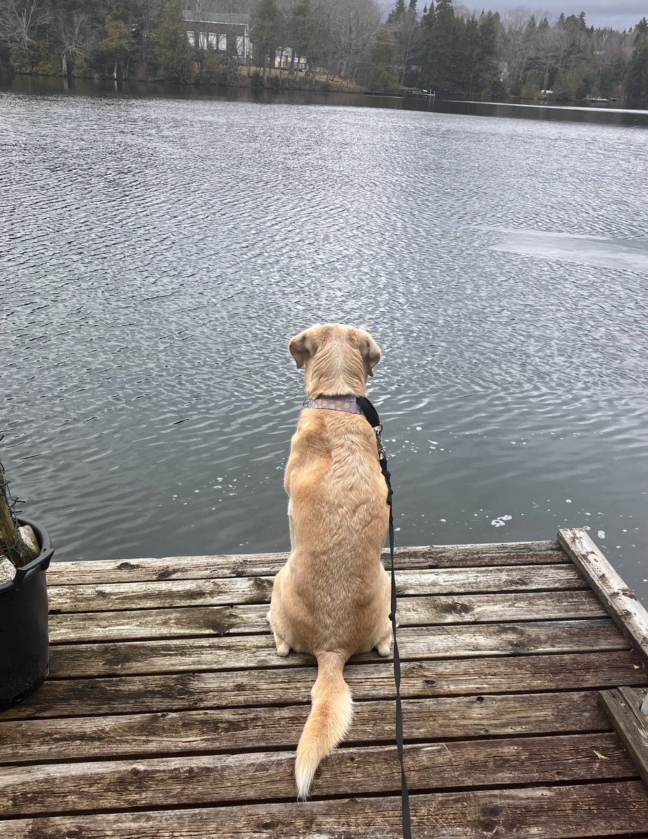 lake_lab's tweet image. Happy gloomy but warm #Monday pals! I’m looking for activity on the lake but perhaps I’m too early. Yesterday we saw a bald eagle, great blue heron, loons and lots of ducks. The water still frigidly cold but it’ll warm up this week with all the rain &amp;amp; warm temps. Have a fun day!