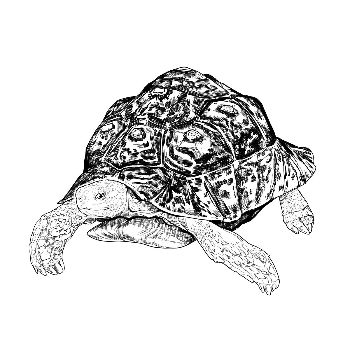 sato l 金田サト tweet media