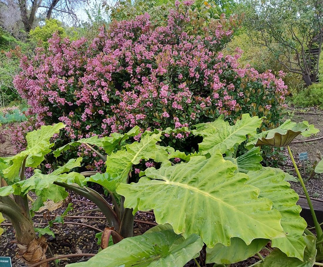 Jardín Botánico La Concepción Málaga tweet media
