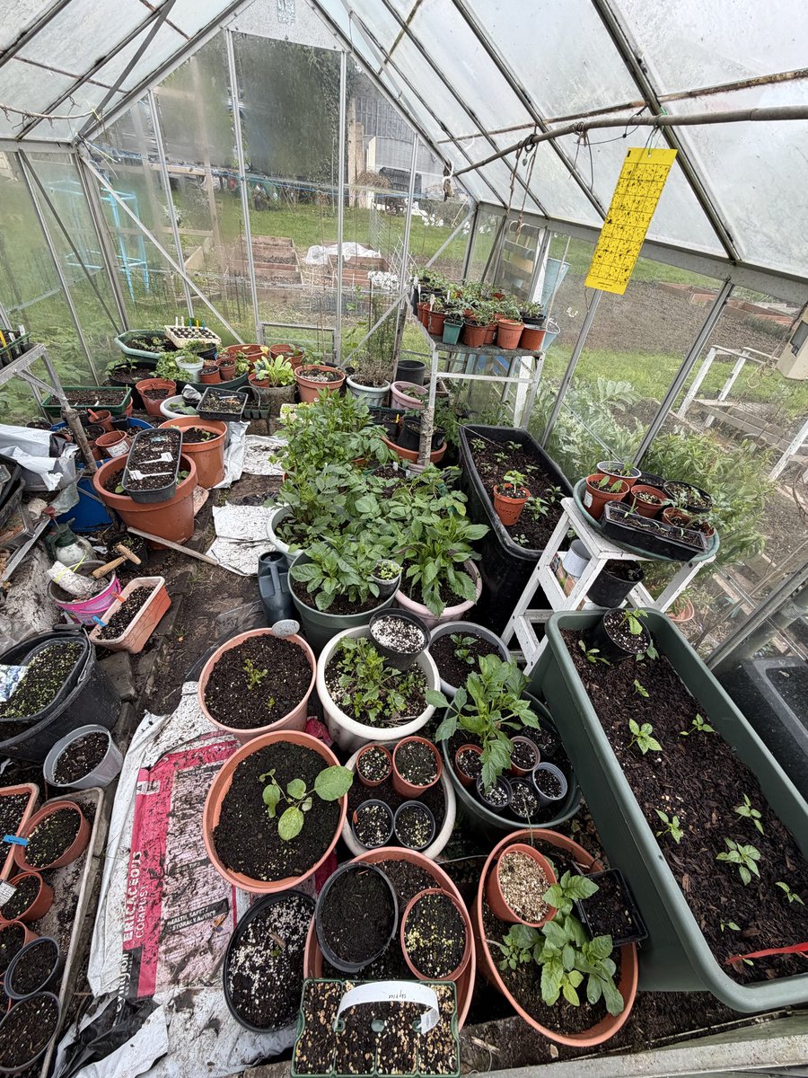 hobibahcesi2's tweet image. Greenhouse working over time ☺️😝 #allotment