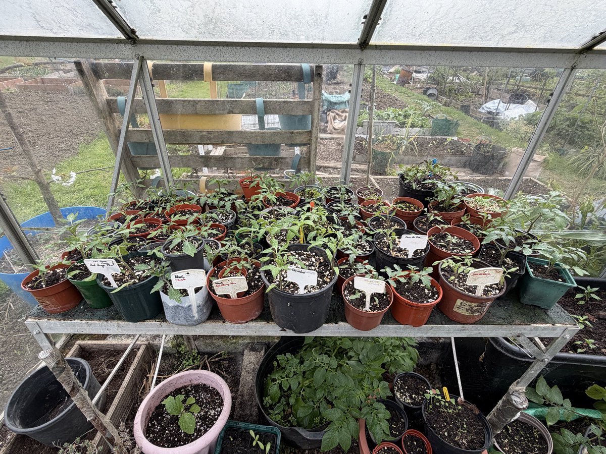 hobibahcesi2's tweet image. Greenhouse working over time ☺️😝 #allotment