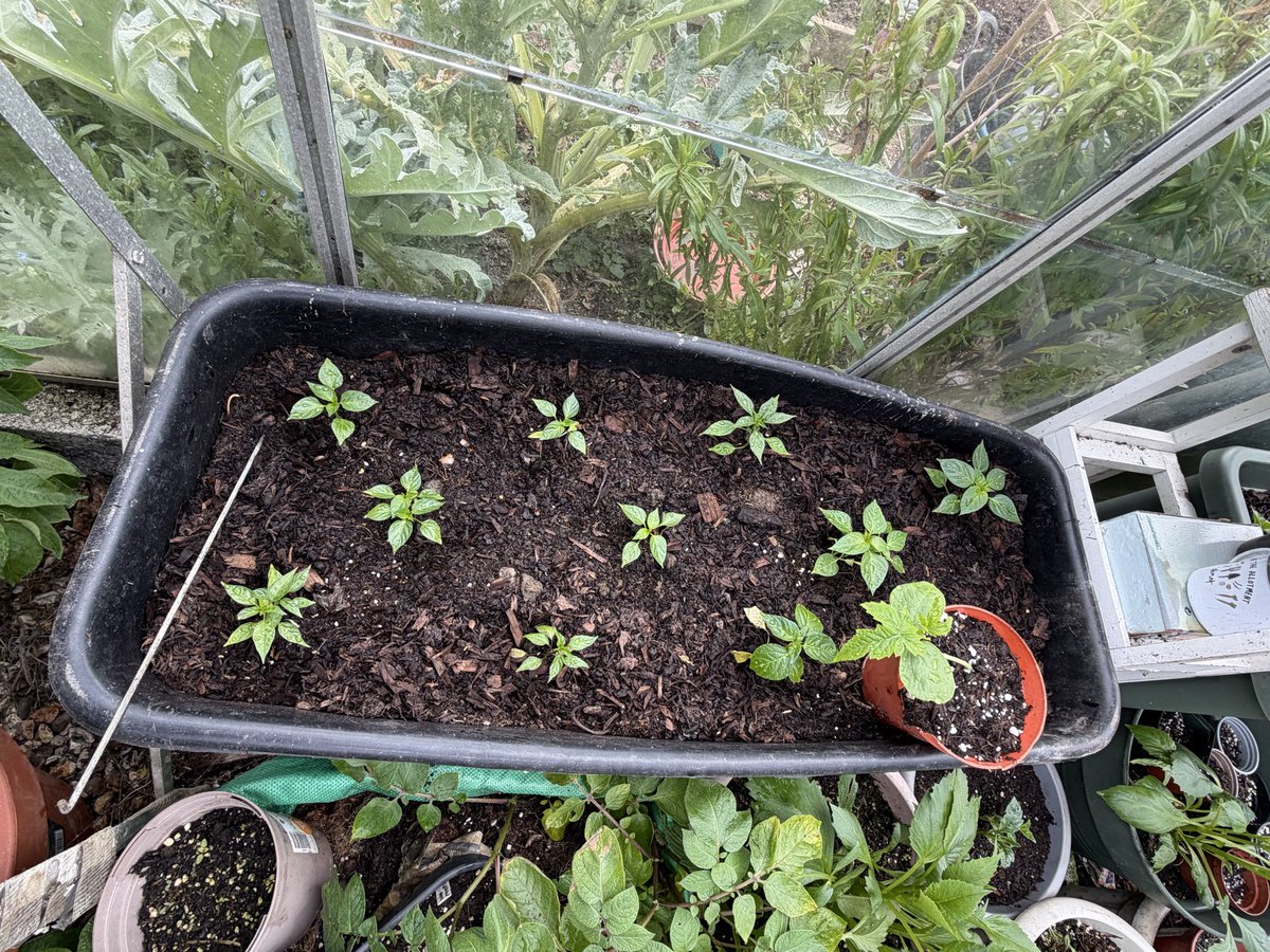 hobibahcesi2's tweet image. Greenhouse working over time ☺️😝 #allotment