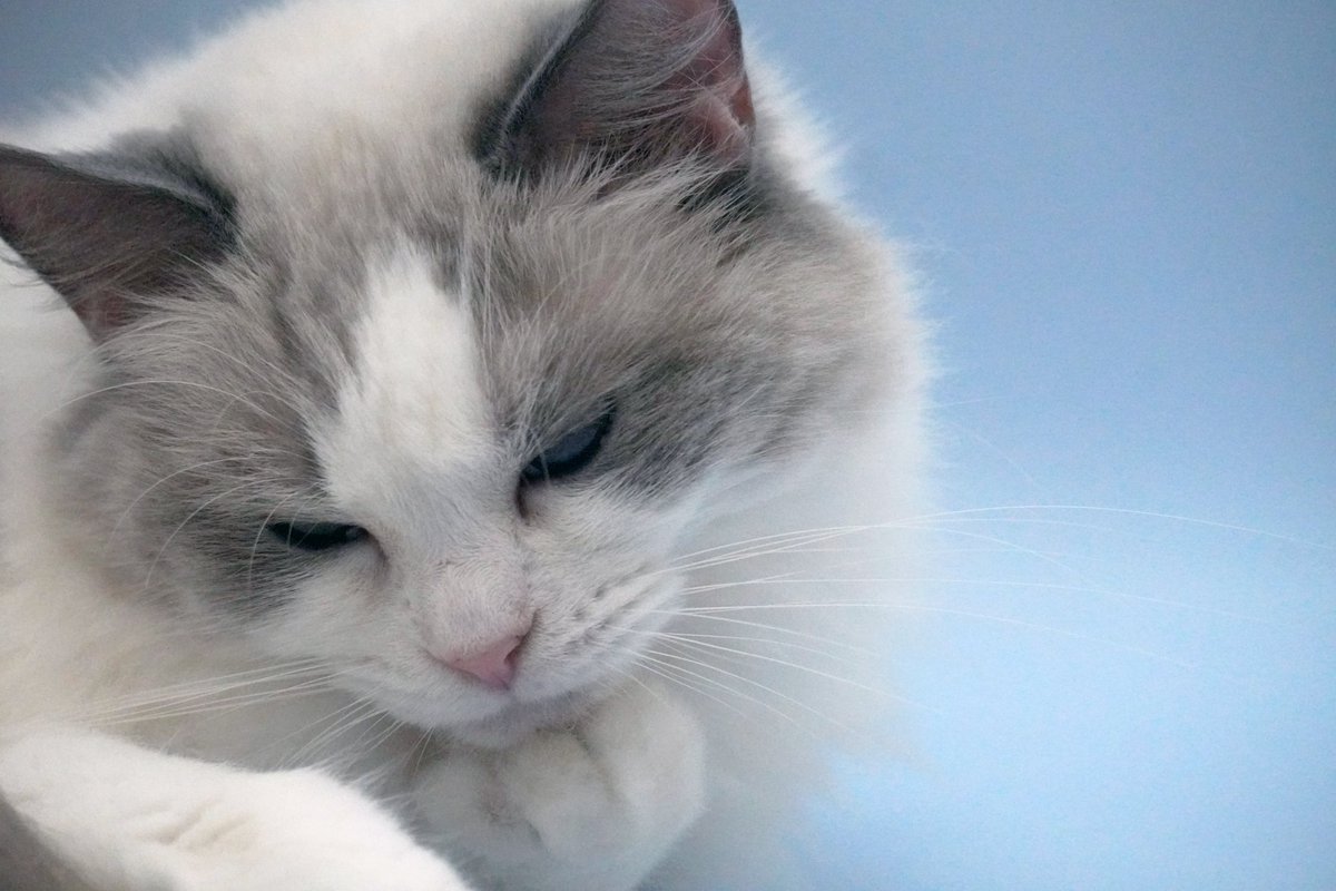 猫宮 麿 tweet media