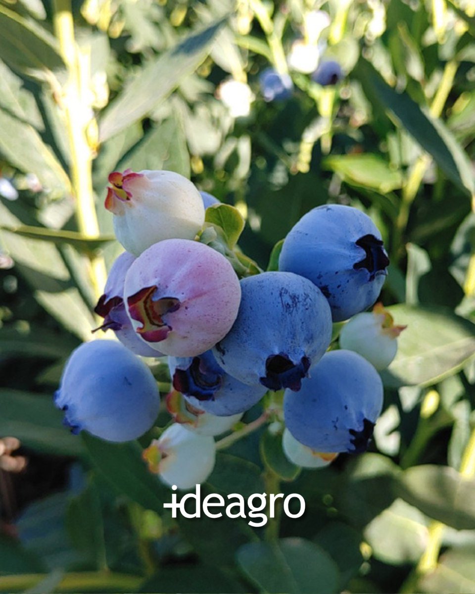 IDEAGRO tweet media