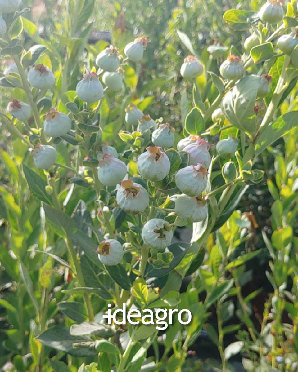 IDEAGRO tweet media