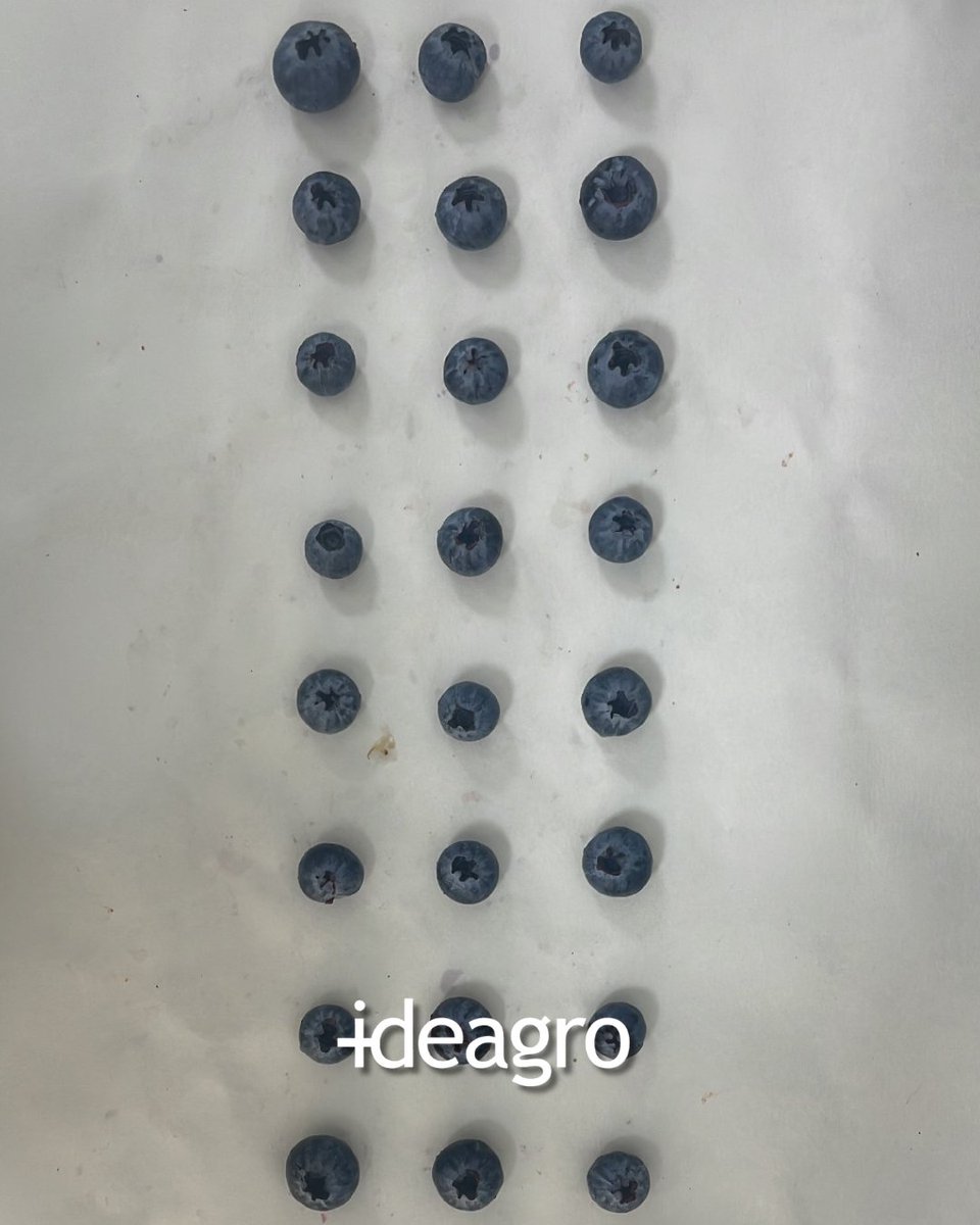 IDEAGRO tweet media