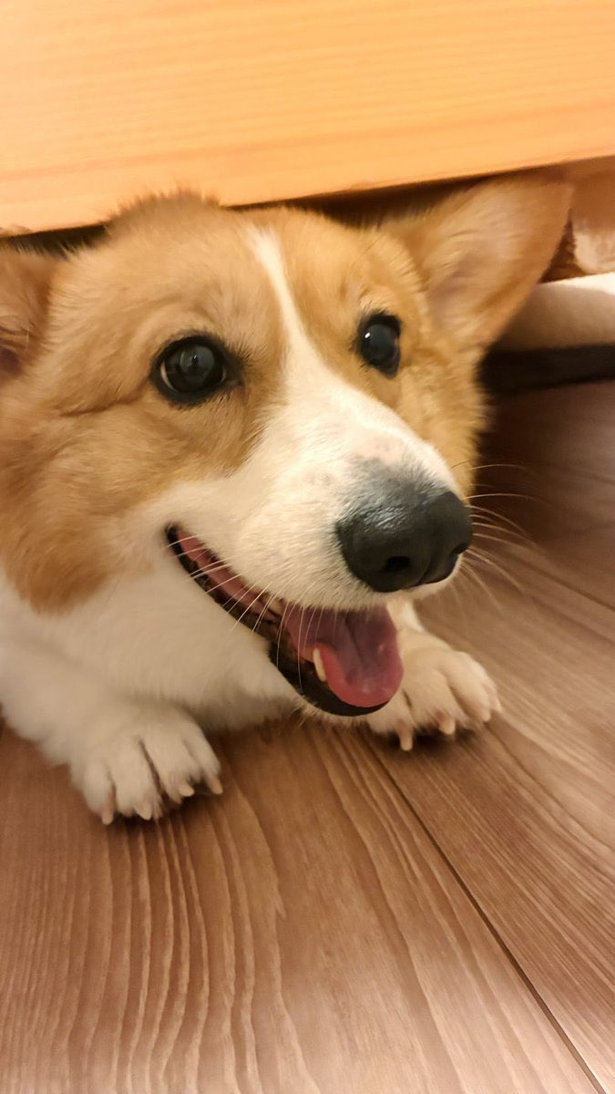 Só terá um dia incrível, quem falar com o Max 🐶💙