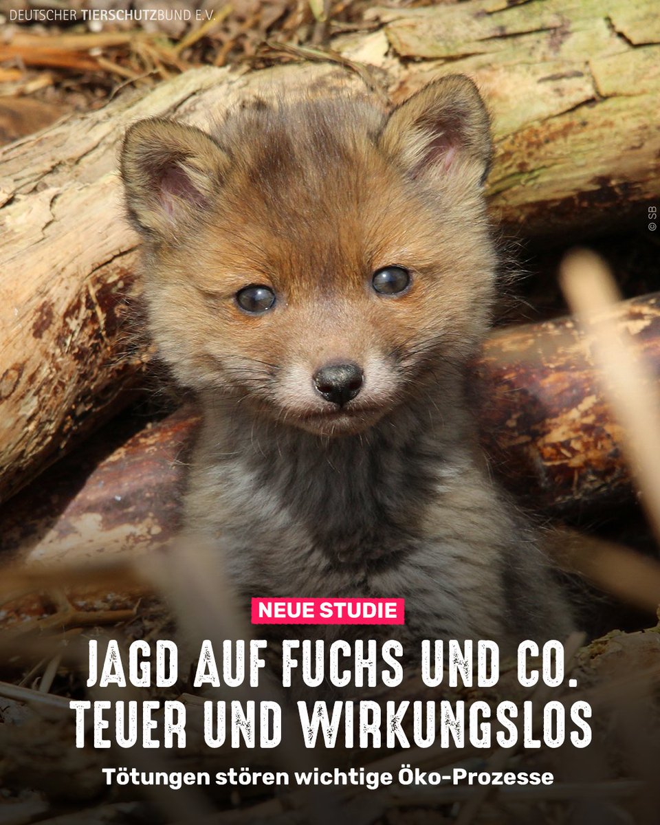 Studie der Pariser Universität Sorbonne: Massenhafte Jagd auf heimische Wildtiere wie Füchse, Marder, Rabenvögel ist teuer und wirkungslos. Daten aus 7 Jahren belegen, dass die Populationszahlen der meisten Arten durch Tötungen nicht langfristig verringert werden. Im Gegenteil 👇