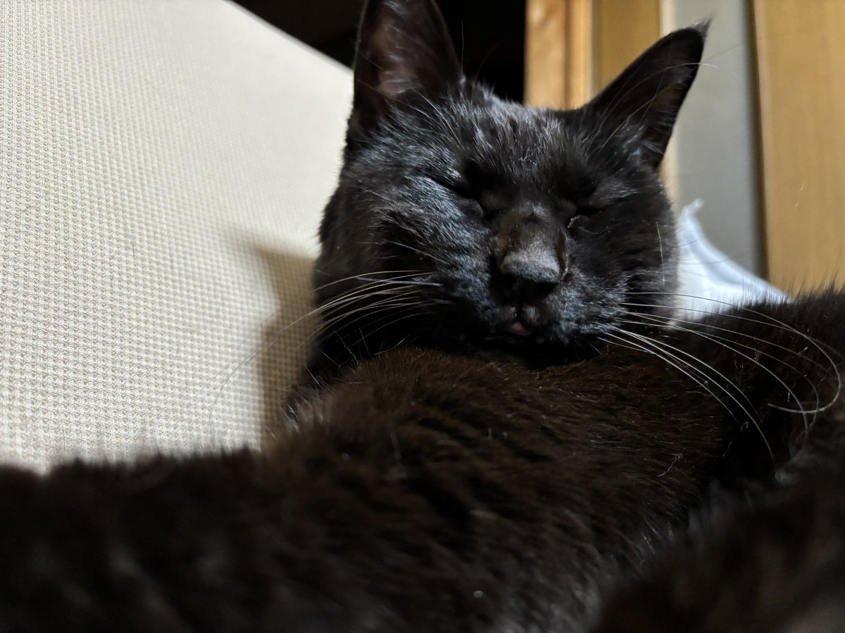 黒猫ベル🖤 tweet media
