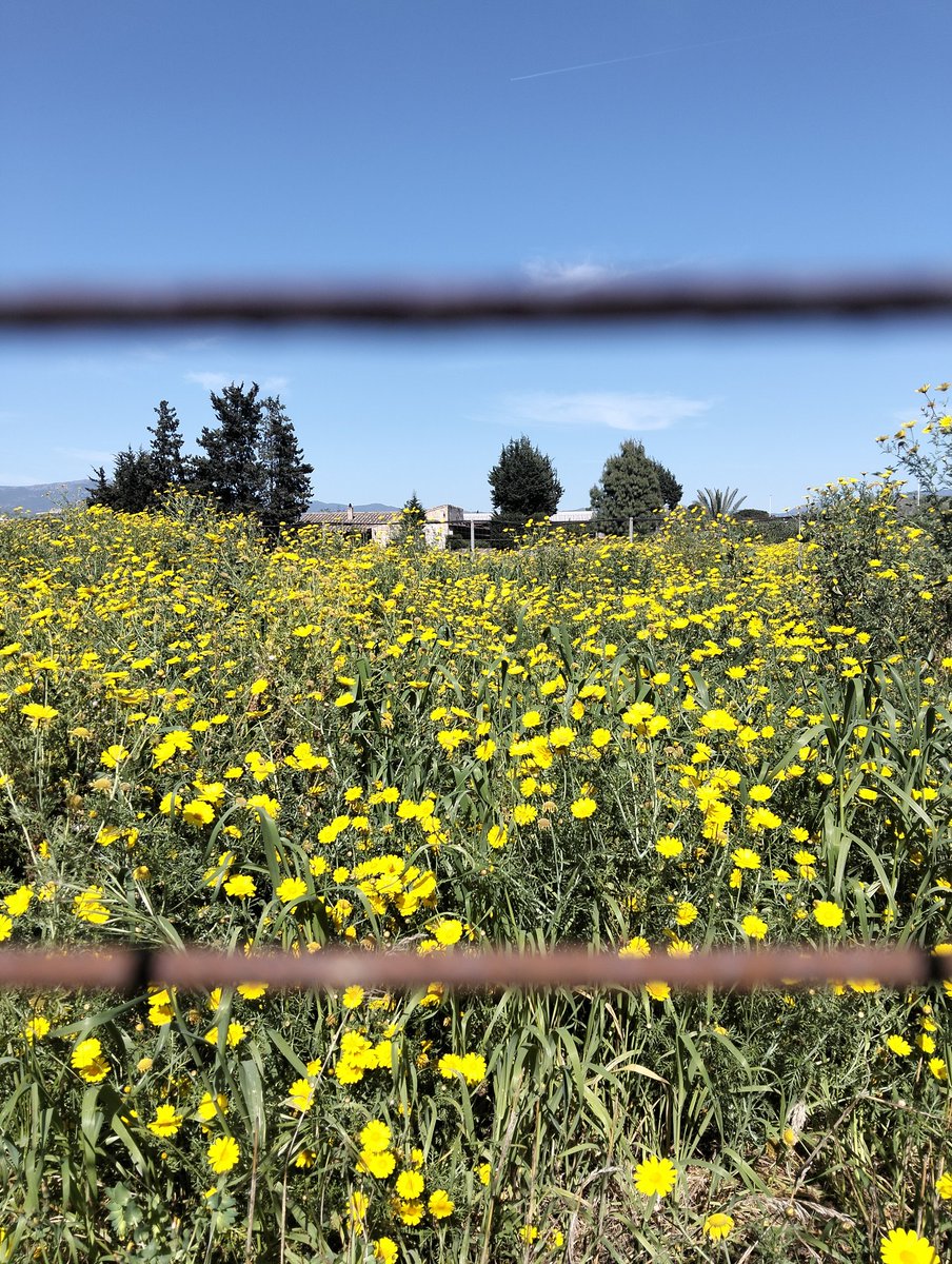 AnnalisaAntas's tweet image. #country