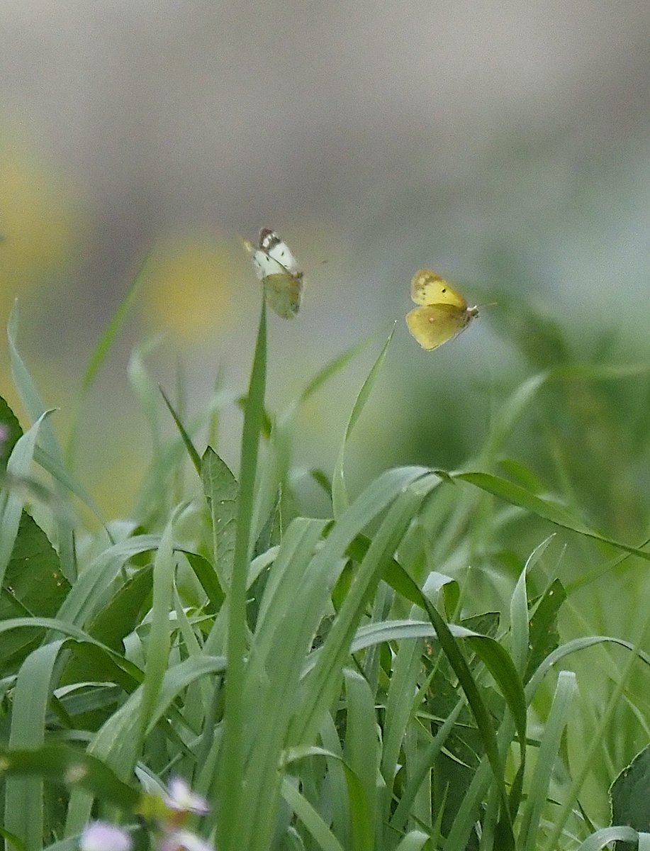 ほしかす tweet media