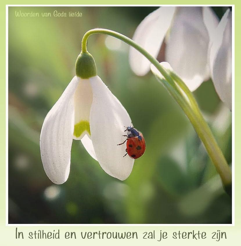 Door te piekeren en zelf naar oplossingen te zoeken voor je problemen, blijf je onrustig en het brengt je niet verder. Mijn lieve kind, wees stil voor Mij en weet dat Ik je God ben. (Ps.46:11)