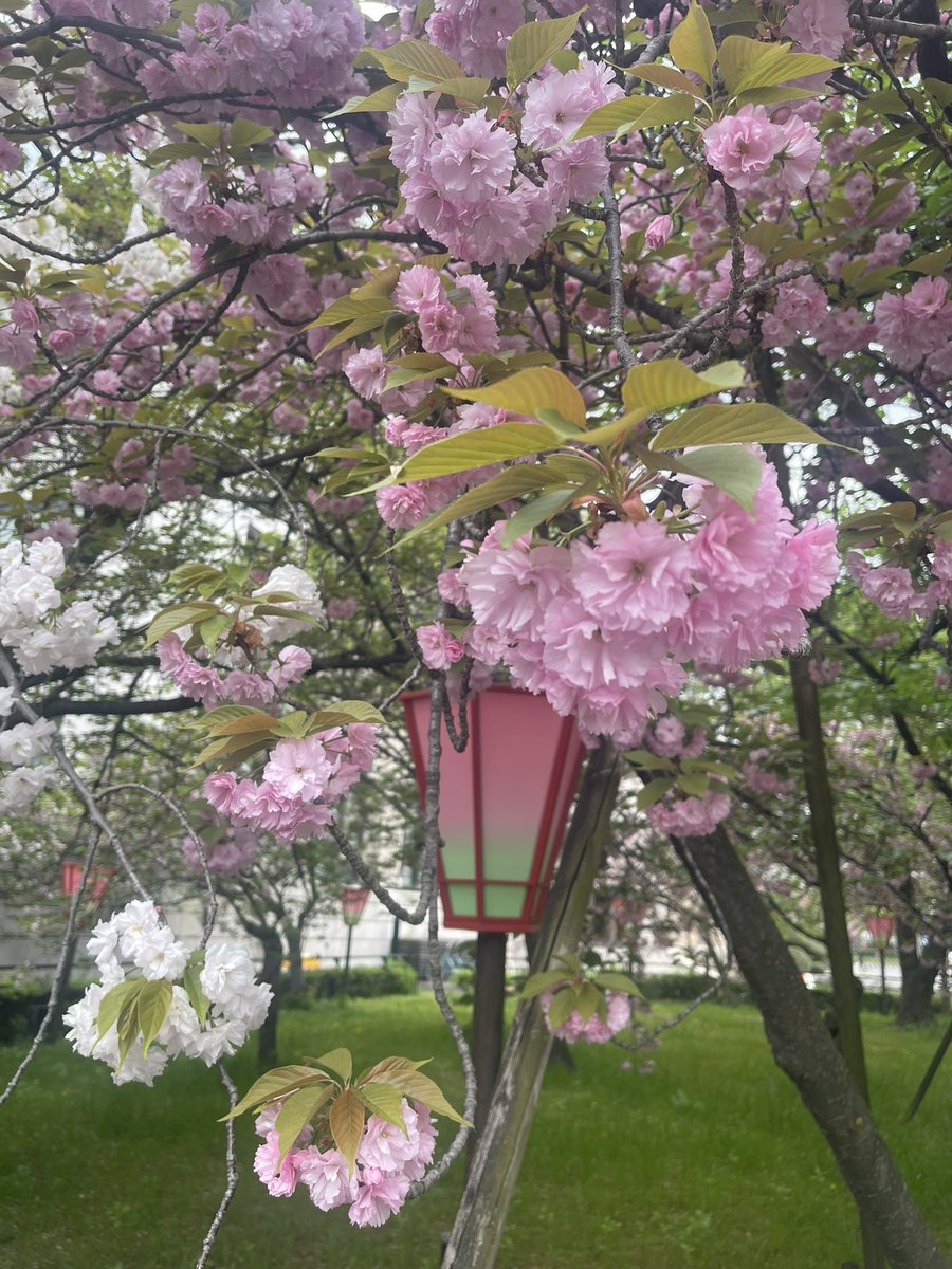 1️⃣⑥❼タコス兄弟の兄 🌮 ＨＩＲＯＳＵＫＥ 🌮 tweet media