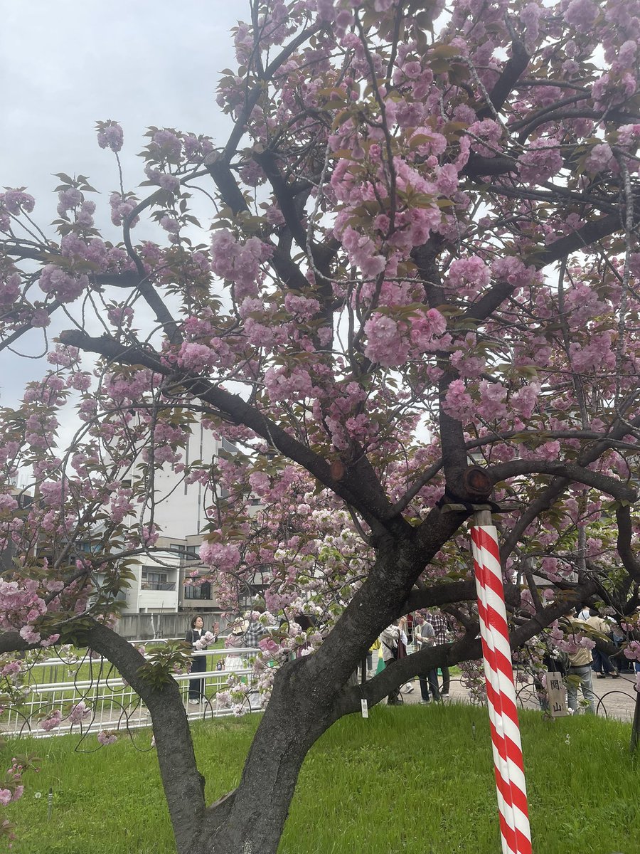 1️⃣⑥❼タコス兄弟の兄 🌮 ＨＩＲＯＳＵＫＥ 🌮 tweet media