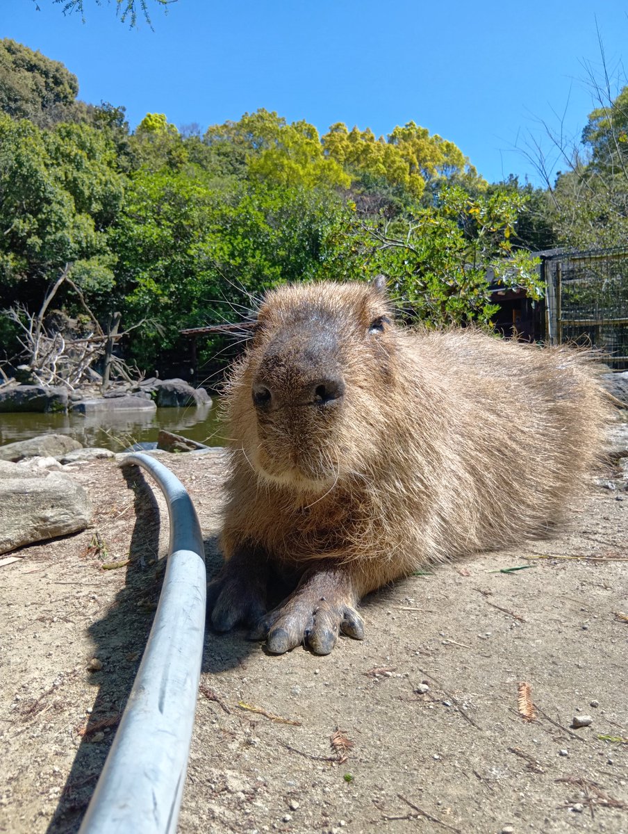 2026.4.7 
(*´ω`*)1年半ぶり🐭今回は一人旅✈️
#カピバラ　#長崎バイオパーク　#カピ活