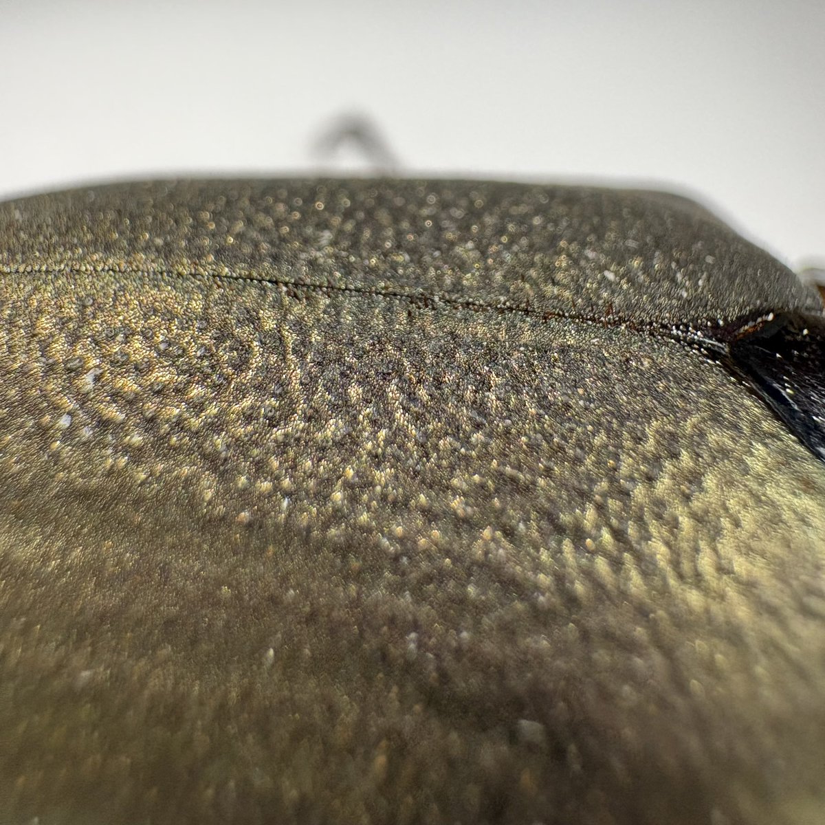 BOOM INSECT tweet media