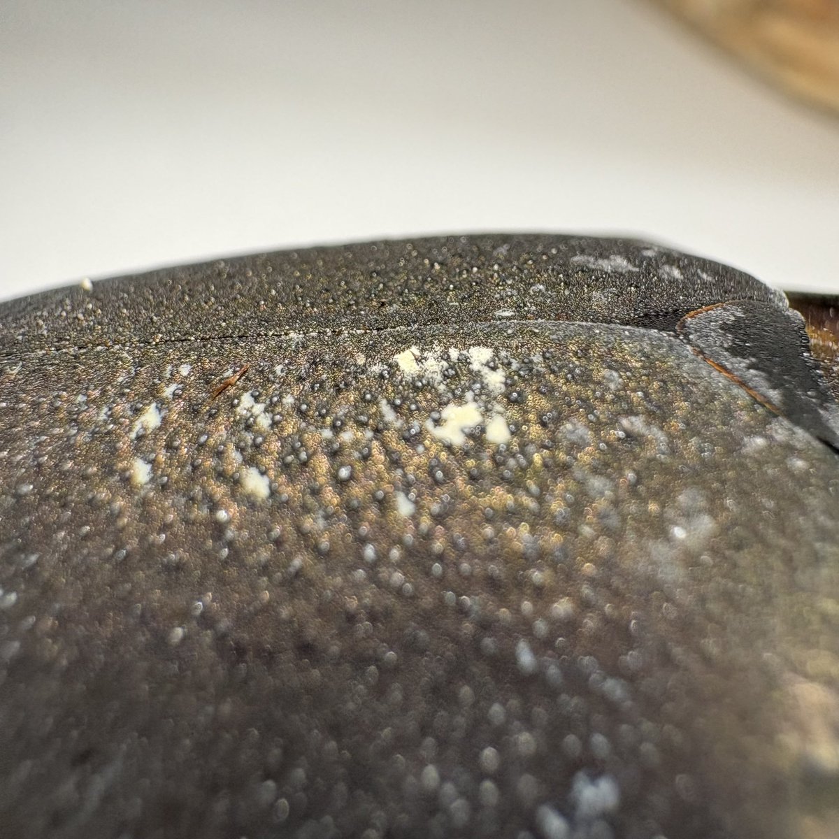 BOOM INSECT tweet media