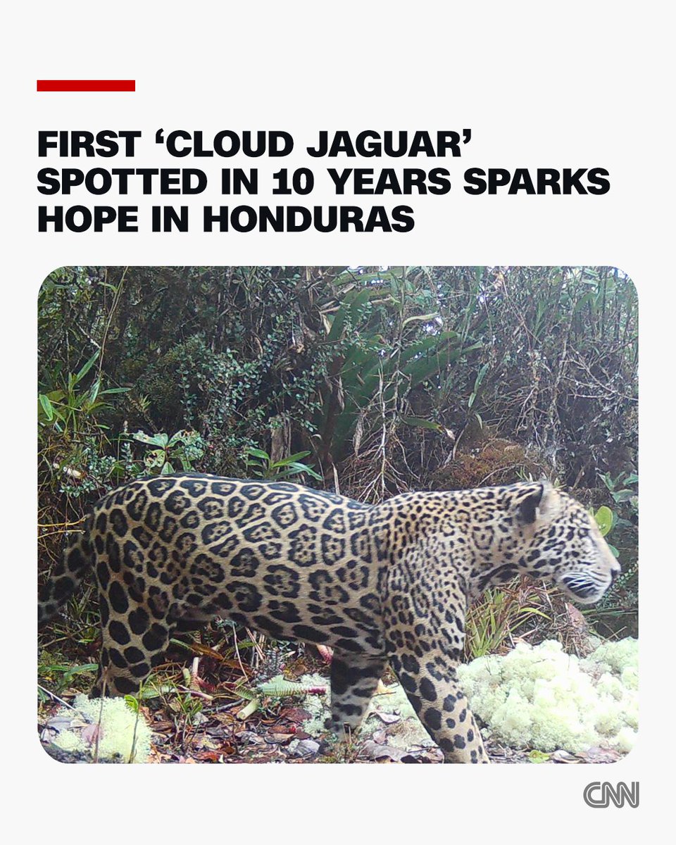 CNN International tweet media