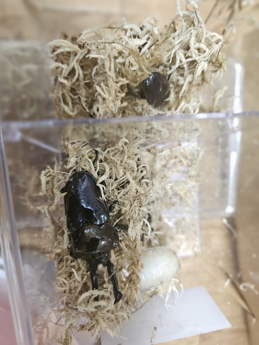 VlixmePoGy24119's tweet image. 浜松町SB戦利品④
セルヴォランさんの紫紺ピカール血統ペアです✨✨
ピカール血統だからこそ出る前胸部の光沢✨✨ 最高です！

KPWの委託コーナーで先越されて全く買えなかったので今回購入出来てラッキーでした！
 寝落ち前に即同居ペアリング成功してました🎵
@cerbeetle
#浜松町SB #SB