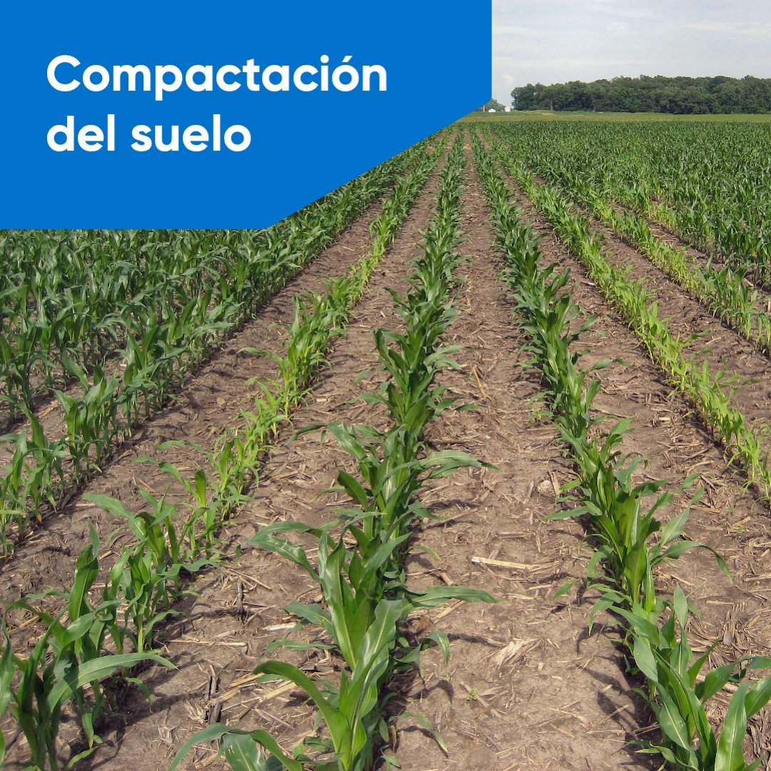 Corteva España tweet media