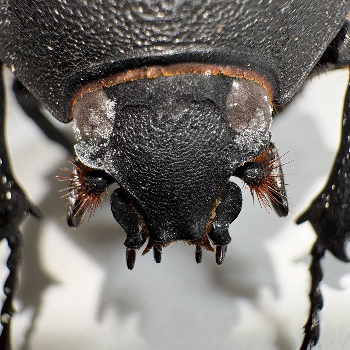 BOOM INSECT tweet media