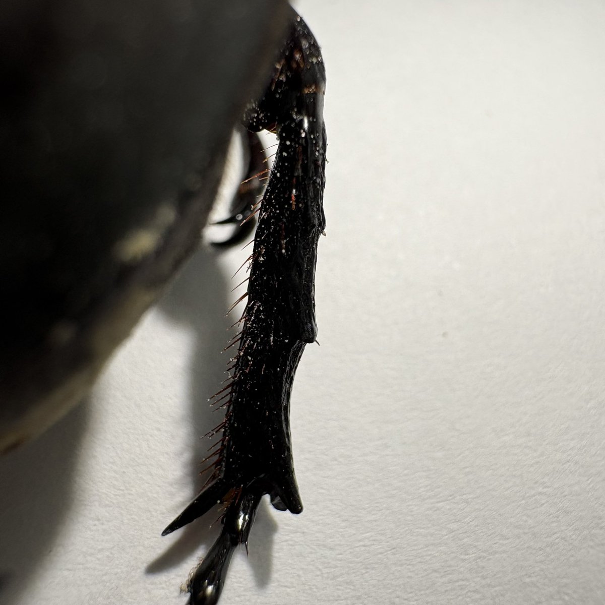 BOOM INSECT tweet media